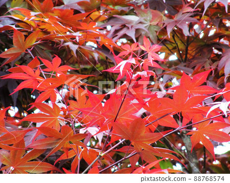 Flower and fruit plant Flower and fruit plant 88768574