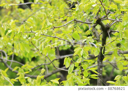 One side of fresh green 88768621