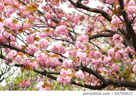 Double cherry blossoms in full bloom 88768622