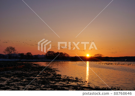 一群白額鵝進入在日落中閃耀的沼澤 88768646