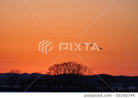 入夜照耀的白額鵝的棲息地 88768744