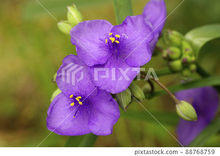 Tradescantia（紫露草）的紫色花朵和Mofumofu的花蕾很可愛。 88768759