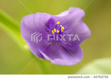 Tradescantia（紫露草）的紫色花朵和Mofumofu的花蕾很可愛。 88768788