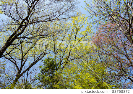 Youthful tree sprout 88768872