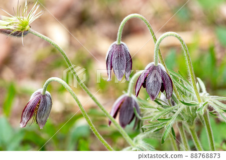 Neat and clean mulsatilla flowers covered with white hair 88768873