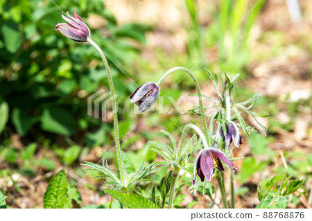 Neat and clean mulsatilla flowers covered with white hair 88768876