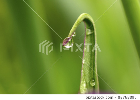 The drops (drops, shizuku, drops, water drops) on the vines of tradescantia (purple spiderwort) are interesting. The drops (drops, shizuku, drops, water drops) on the vines of tradescantia (purple spiderwort) are interesting. 88768893