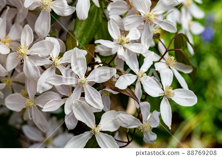 Clematis Apple Blossom Clematis Apple Blossom 88769208