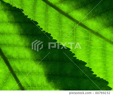 Fragment of two green leaves with veins overlapping close-up on the lumen. Fragment of two green leaves with veins overlapping close-up on the lumen. 88769232