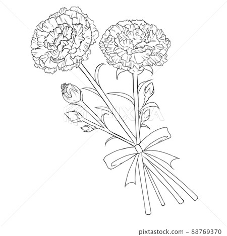 康乃馨黑線畫的簡單圖解 康乃馨黑線畫的簡單圖解 88769370