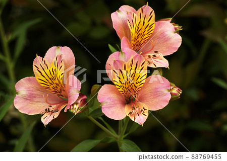 Alstroemeria (Yurizuisen, Yuri Narcissus) Beautiful bright orange flowers Alstroemeria (Yurizuisen, Yuri Narcissus) Beautiful bright orange flowers 88769455