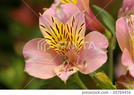 Alstroemeria (Yurizuisen, Yuri Narcissus) Beautiful bright orange flowers 88769456