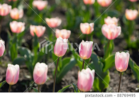 東京都羽村市 Negarami前面的鬱金香田 88769495