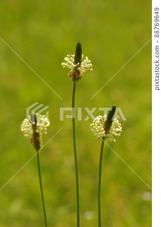 田間盛開的車前草（Ribwort Planttain）的花朵獨特而有趣。 88769649