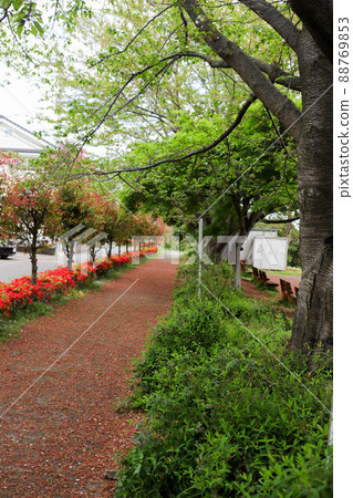 櫻桃長廊 88769853