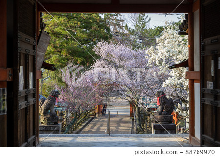 Sakura at Nara Himuro Shrine 88769970