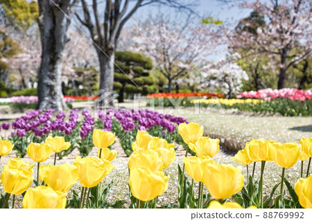 陽光明媚的日子裡的鬱金香花園 陽光明媚的日子裡的鬱金香花園 88769992