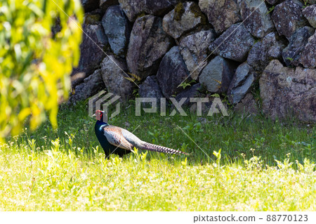 EOSRP. 逃跑的野雞廣島三好。 88770123