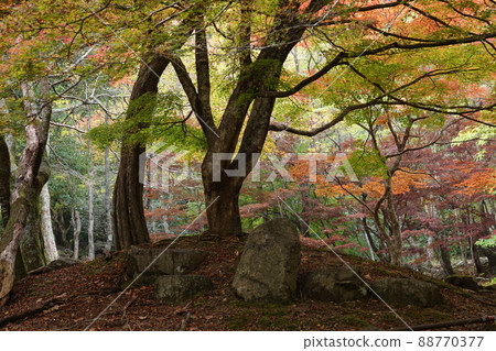 Nametoko Gorge 自然公園的大樹和岩石 Nametoko Gorge 自然公園的大樹和岩石 88770377