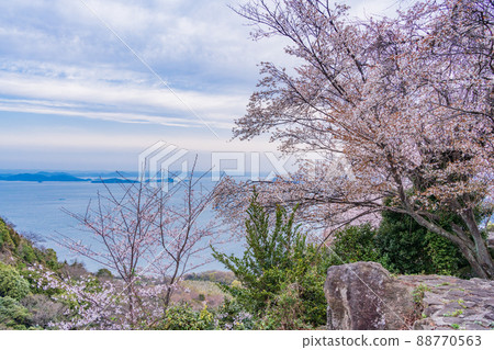 （香川縣）以瀨戶內海為背景的休出山櫻花，日出 88770563