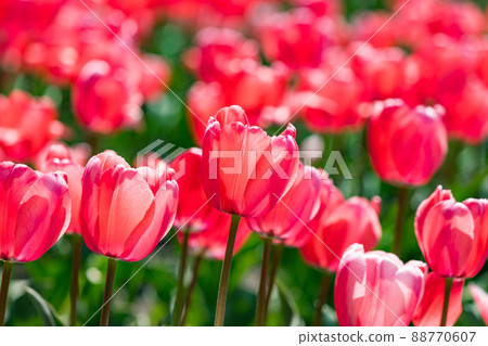 Hamura-shi, Tokyo Paddy tulip field in front of Negarami 88770607