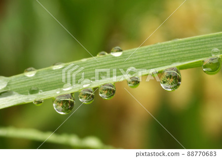The scenery of the drops (drops, shizuku, drops, water drops) on the fresh green leaves is interesting. The scenery of the drops (drops, shizuku, drops, water drops) on the fresh green leaves is interesting. 88770683