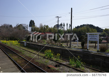 千葉縣小湊鐵道橫傾國站的故鄉,油菜花很美 千葉縣小湊鐵道橫傾國站的故鄉,油菜花很美 88770748