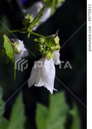 風鈴草（風鈴草、坎特伯雷鈴鐺、風鈴草）向下綻放的白色花朵很可愛。 88770813