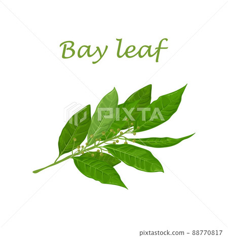 Bay leaf Green laurel leaves A fragrant Stock Illustration Bay leaf Green laurel leaves A fragrant Stock Illustration