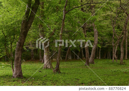 Forest forest 88770824