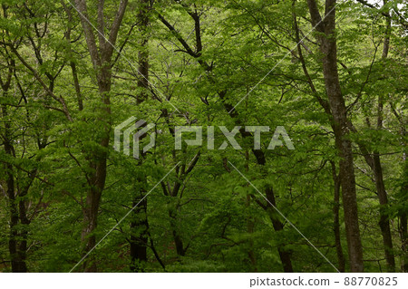 Forest forest 88770825