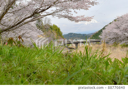 [Shizuoka] Shibakawa weather, Utsubusa bamboo shoots and cherry blossom festival 88770840