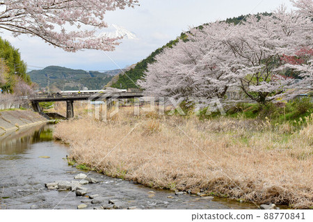 [靜岡]芝川天氣、宇津竹筍和櫻花節 88770841
