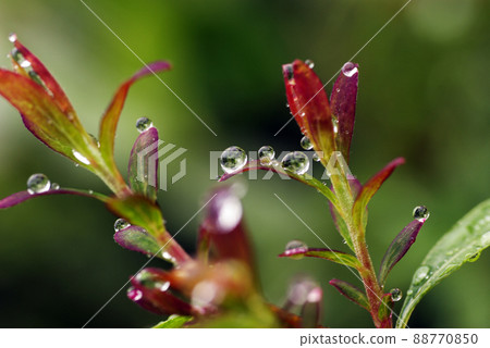 The scenery of the drops (drops, shizuku, drops, water drops) on the fresh green leaves is interesting. The scenery of the drops (drops, shizuku, drops, water drops) on the fresh green leaves is interesting. 88770850