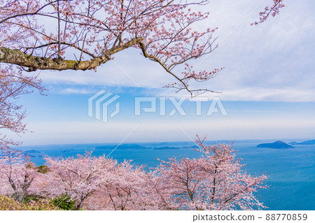 (Kagawa Prefecture) Sakura in Shiudeyama early in the morning against the backdrop of the Seto Inland Sea (Kagawa Prefecture) Sakura in Shiudeyama early in the morning against the backdrop of the Seto Inland Sea 88770859