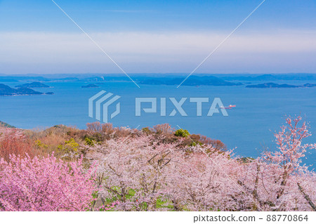 (Kagawa Prefecture) Sakura in Shiudeyama early in the morning against the backdrop of the Seto Inland Sea 88770864