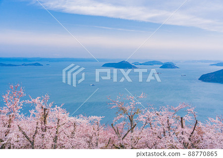 (Kagawa Prefecture) Sakura in Shiudeyama early in the morning against the backdrop of the Seto Inland Sea 88770865
