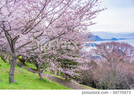 (Kagawa Prefecture) Sakura in Shiudeyama early in the morning against the backdrop of the Seto Inland Sea (Kagawa Prefecture) Sakura in Shiudeyama early in the morning against the backdrop of the Seto Inland Sea 88770873