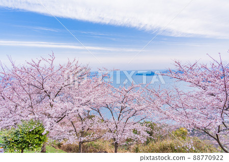 (Kagawa Prefecture) Sakura in Shiudeyama early in the morning against the backdrop of the Seto Inland Sea 88770922