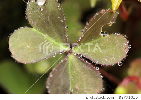 The scenery of the drops (drops, shizuku, drops, water drops) on the leaves of Oxalis is interesting. 88771019
