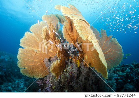 3D 海膽和魚群，泰國，斯米蘭。7 88771244