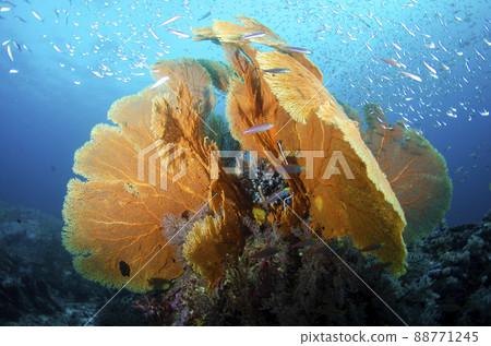 3D sea urchin and school of fish, Thailand, Similan .8 3D sea urchin and school of fish, Thailand, Similan .8 88771245