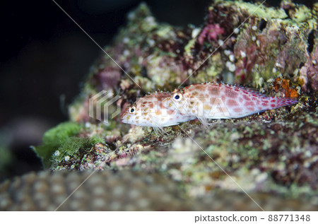 Himegonbe's Courtship, Thailand, Similan. 4 88771348