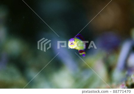 Akebono Haze (Indian Ocean version), Exquisita Dirt Fish, Thai, Similan. 2 88771470