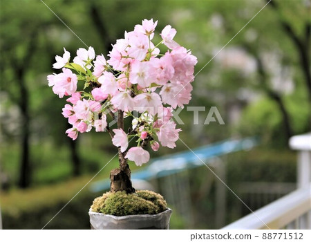 旭山櫻 88771512