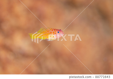 Sirius Trimma Thai Similan .3 88771643