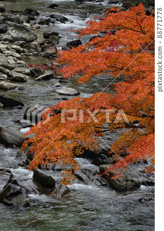 Clear stream Matsuo River in late autumn Clear stream Matsuo River in late autumn 88771778