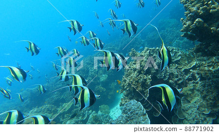 school of Pennant coralfish in colorful tropical coral reef in Surin Island national park, Phang nga, Thailand. school of Pennant coralfish in colorful tropical coral reef in Surin Island national park, Phang nga, Thailand. 88771902