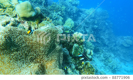 Clownfish hiding in sea anemone on the beautiful coral reef in Surin island national park, Thailand. 88771906