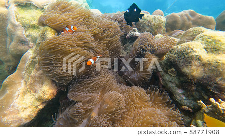 Family of clownfish hide in sea anemone on the beautiful coral reef in Surin island national park, Thailand Family of clownfish hide in sea anemone on the beautiful coral reef in Surin island national park, Thailand 88771908